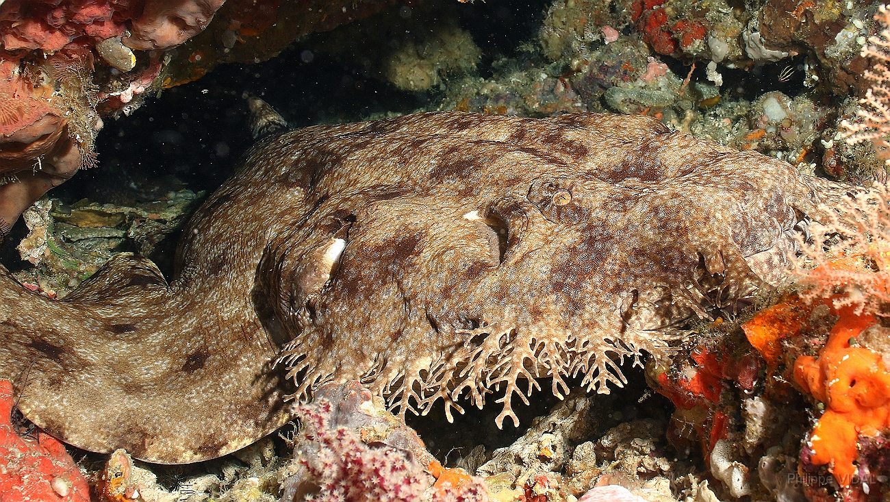 Raja Ampat 2016 - Eucrossorhinus Daypogon - Tasselled Wobbegon - Requin Tapis barbus - IMG_5305_rc.jpg